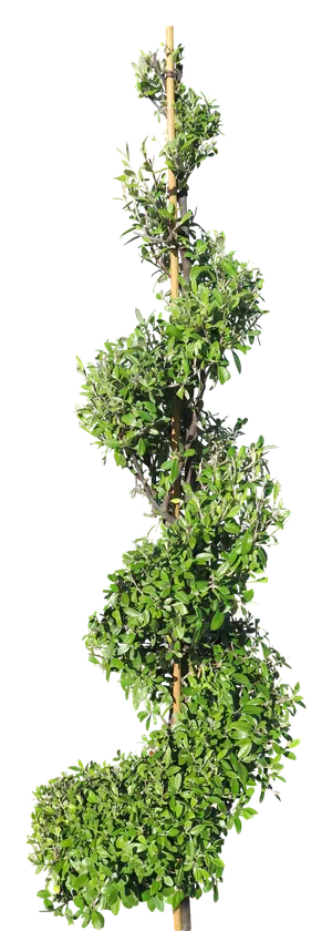 高清树木素材 免抠PSD植物素材 美术绘画园林贴图 树草灌木花草 高清树木素材 免抠PSD植物素材 美术绘画园林贴图 树草灌木花草