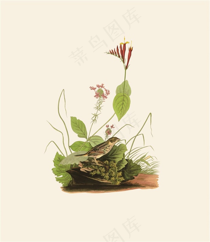 手绘花鸟植物图片