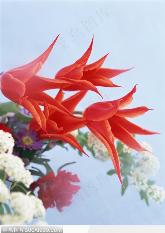 插花物语-鲜艳的红色郁金香