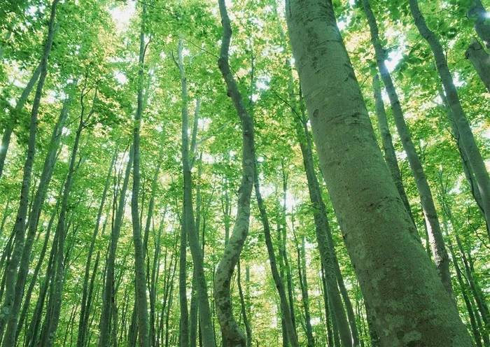 森林树木美丽风景摄影图片