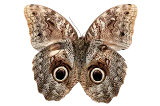 蝴蝶 彩蝶 花蝴蝶 动物 昆虫 免抠 (3)