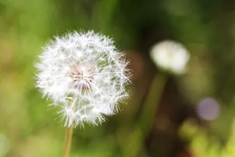 植物蒲公英图片 植物蒲公英图片