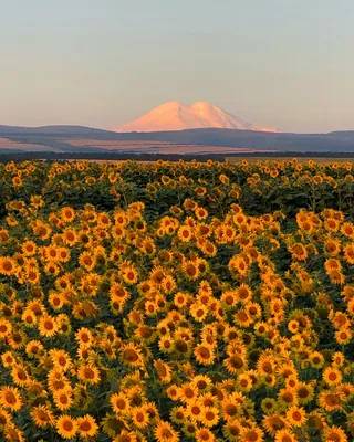 黄色向日葵摄影素材