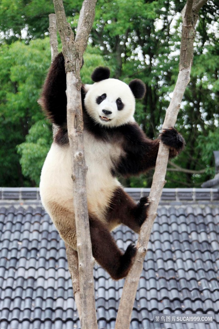 树杈上的熊猫