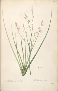 高清雷杜德原版唯美花草图谱素材