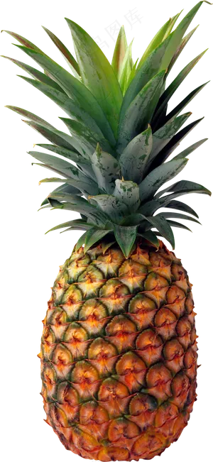 PNG 菠萝 