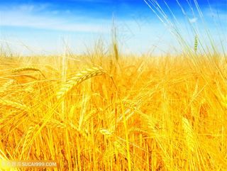 丰收的麦田景色高清图片