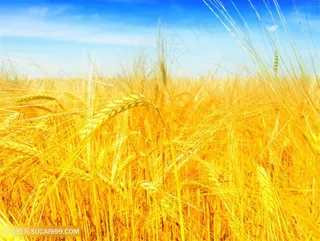 丰收的麦田景色高清图片