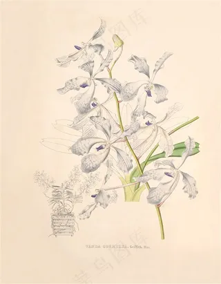 兰花花卉植物彩绘插画图片