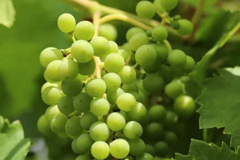 绿色葡萄摄影图片 绿色葡萄摄影图片