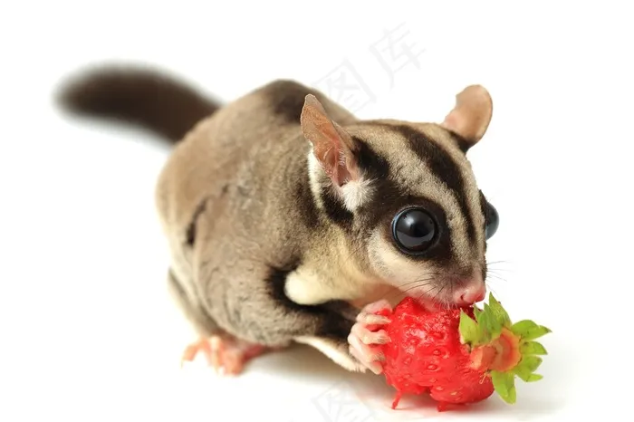 草莓和蜜袋鼯