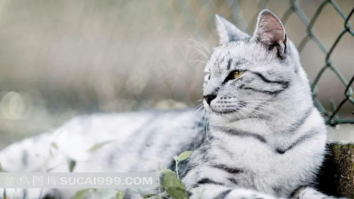 黑白相间的猫咪
