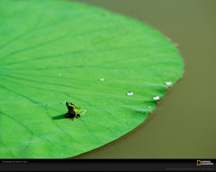 荷叶青蛙 