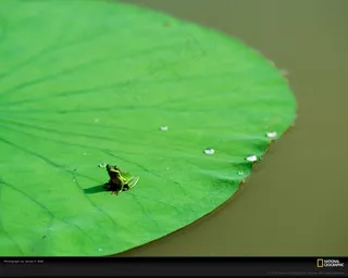 荷叶青蛙 