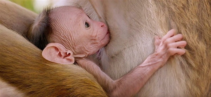 乳臭味干的小小猴