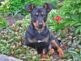 睁大双眼的小狗图片