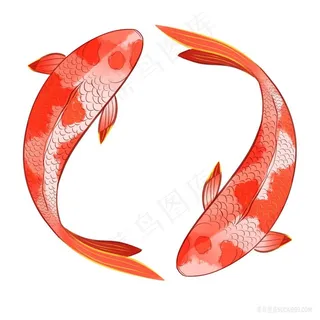 锦鲤png手绘白底素材图片