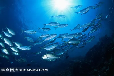 海洋生物深海鱼群高清素材图片 海洋生物深海鱼群高清素材图片