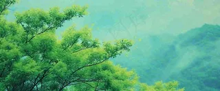 悬崖高山意境云层绿树树木特写