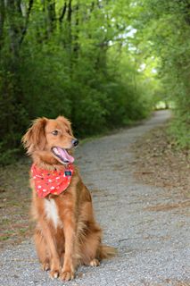 大型金毛犬图片