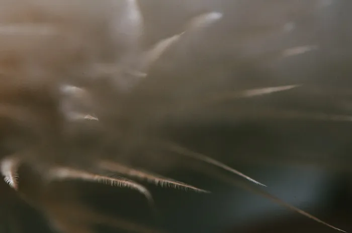 极简轻奢羽毛背景纹理简约高端底纹