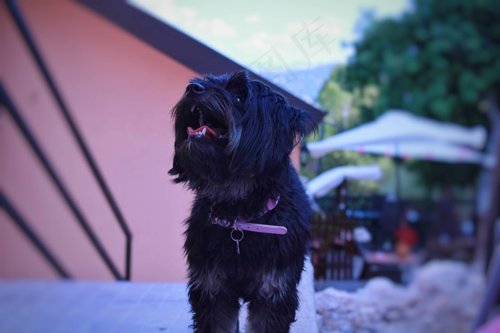 可爱黑色小狗摄影图片
