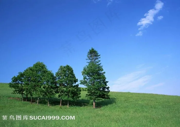 陆地旷野山坡上的树