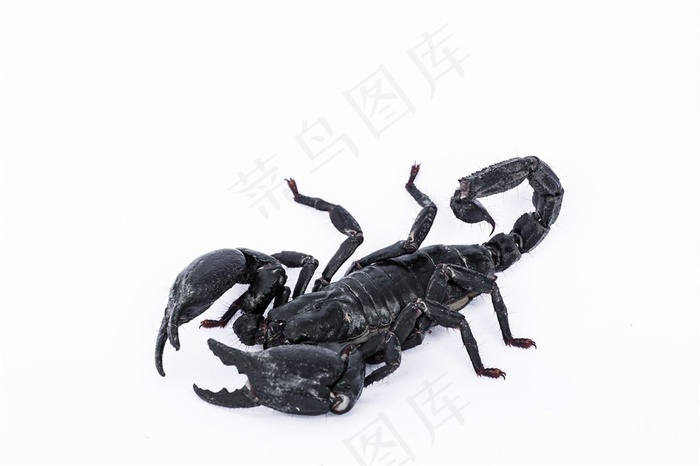 黑色的蝎子高清图片