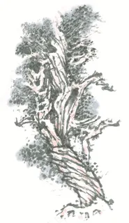 古木设计摄影图片