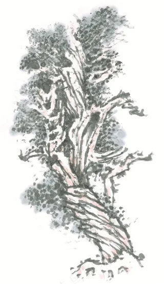 古木设计摄影图片