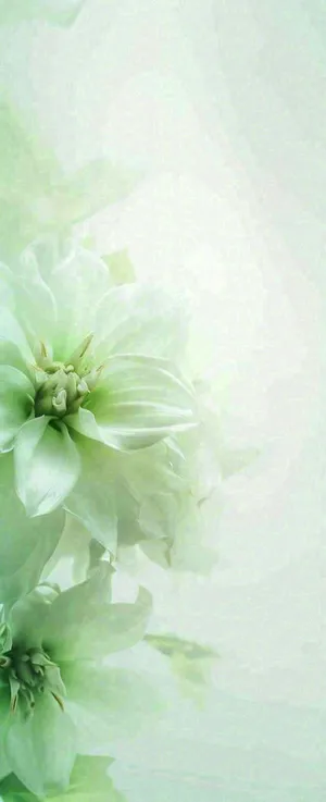 白色清新花朵朦胧唯美意境，鲜花摄影图