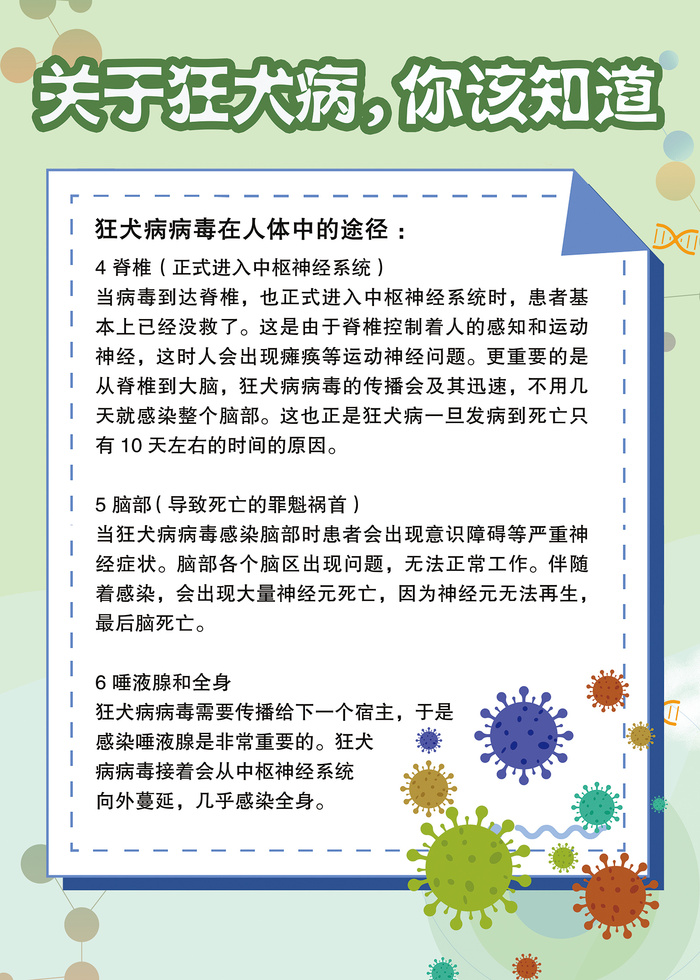 关于狂犬病你该知道的科普知识海报psd模版下载