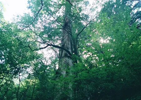 森林树木春天风景摄影图片 森林树木春天风景摄影图片