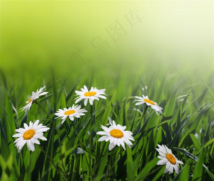 雏菊花海鲜花图片