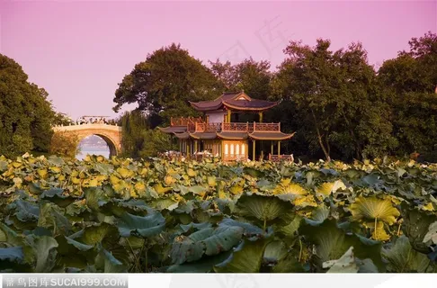 杭州西湖美景-漂亮的荷叶 杭州西湖美景-漂亮的荷叶