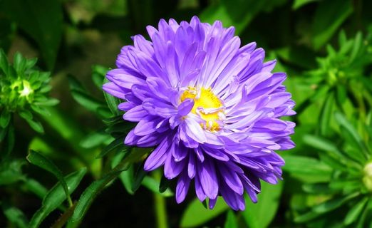紫色翠菊花朵图片 紫色翠菊花朵图片