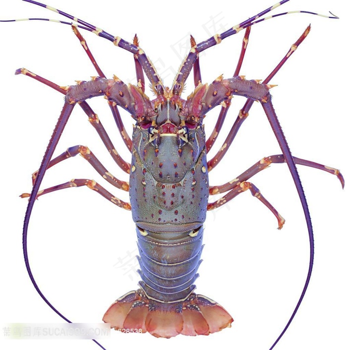 海鲜大虾的特写图片