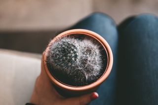 绿色仙人掌仙人球摄影素材