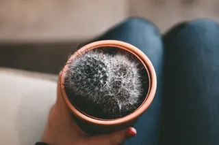 绿色仙人掌仙人球摄影素材