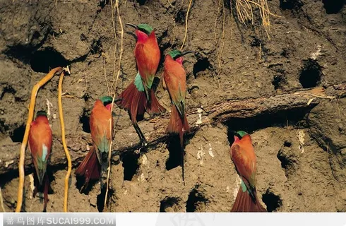 站立在树枝上的一群鸟