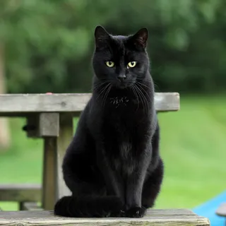 猫流浪猫野猫山猫动物猫仔设计素材黑猫