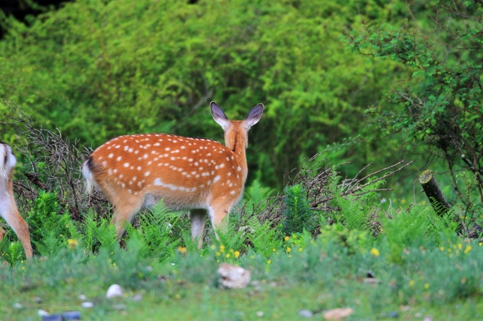 食草动物梅花鹿高清图