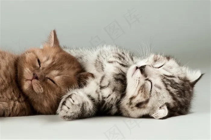两只躺着的小猫咪