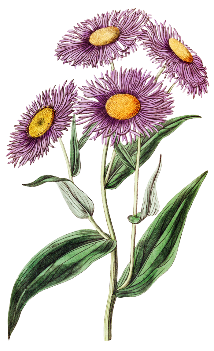 复古手绘植物花卉玫瑰花PNG免扣图案高清图片PS设计素材图