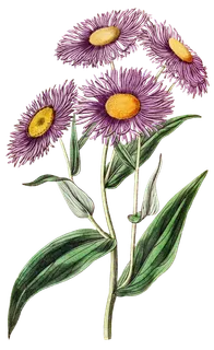 复古手绘植物花卉玫瑰花PNG免扣图案高清图片PS设计素材图 复古手绘植物花卉玫瑰花PNG免扣图案高清图片PS设计素材图