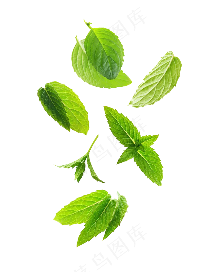 手绘草本中药药材