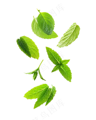 手绘草本中药药材