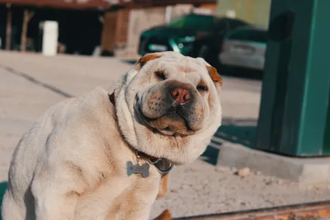斗牛犬哈巴狗图片 斗牛犬哈巴狗图片