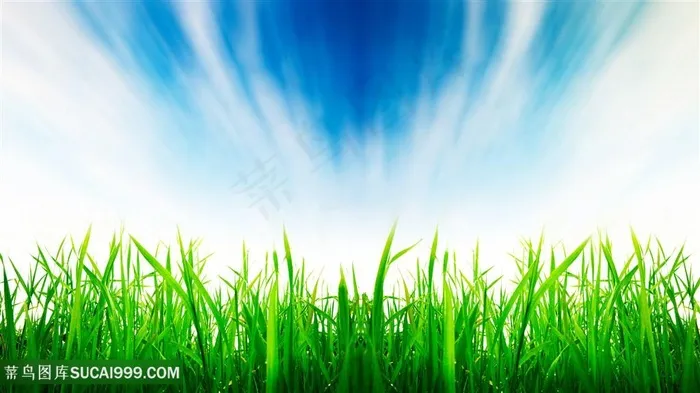 蓝天下茁壮成长的稻田