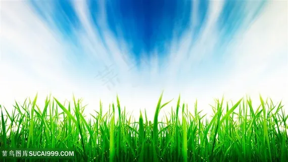 蓝天下茁壮成长的稻田